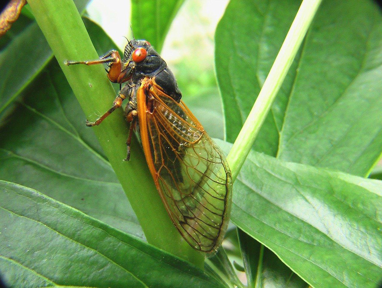 cicada-2003429_1280.jpg