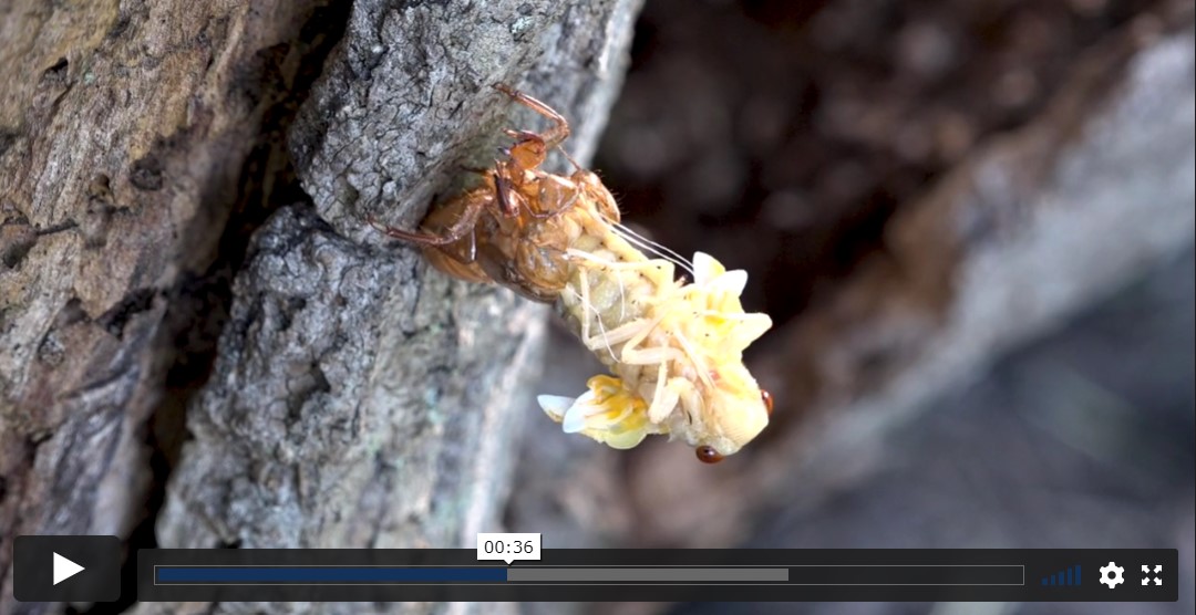 cicada video